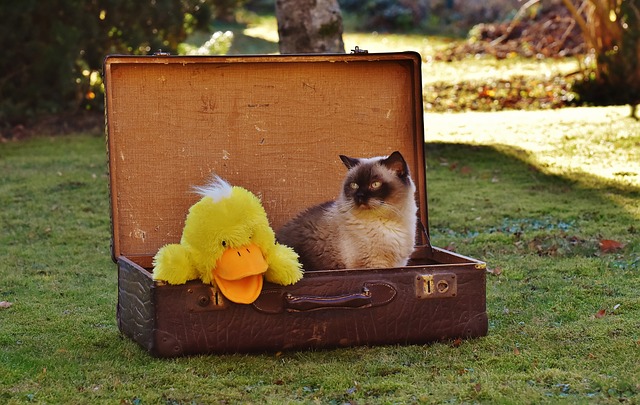 voyager avec son chat