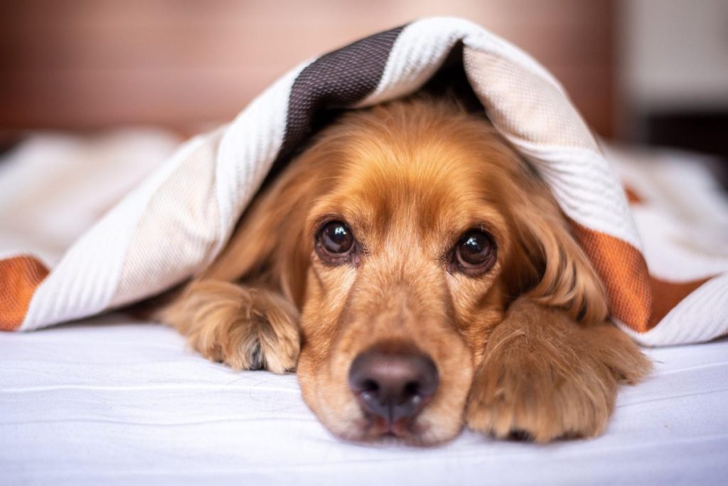 animal de compagnie dans une chambre d'hôtel